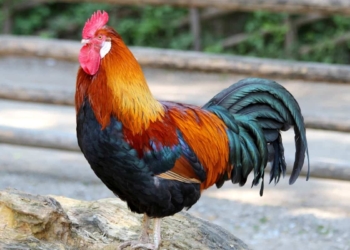 Männlichkeit ist juristisch gesehen ein Mangel!