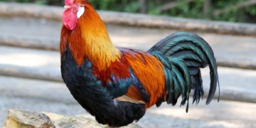Männlichkeit ist juristisch gesehen ein Mangel! 4 Männlichkeit ist juristisch gesehen ein Mangel!